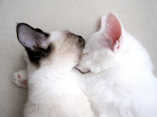 雷火电竞官网-唯一性的胜利，森林狼火力压制雷霆，伦纳德带队彰显领袖风范