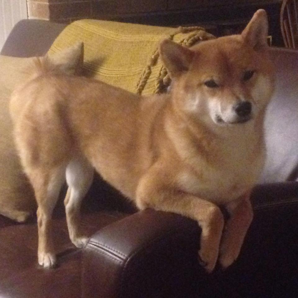 破壁之战，当传控的羽毛击穿铁壁，三狮的黄昏映照新王加冕